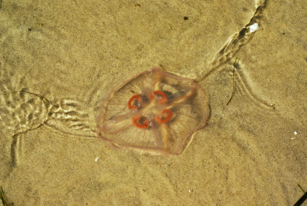 Chełbia modra i bełtwa festonowa