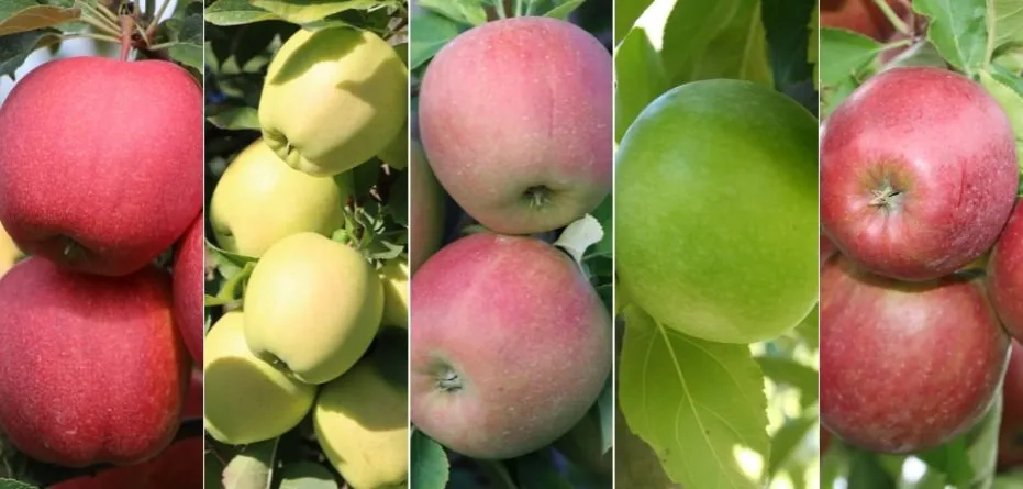 różne odmiany jabłek do mrożenia