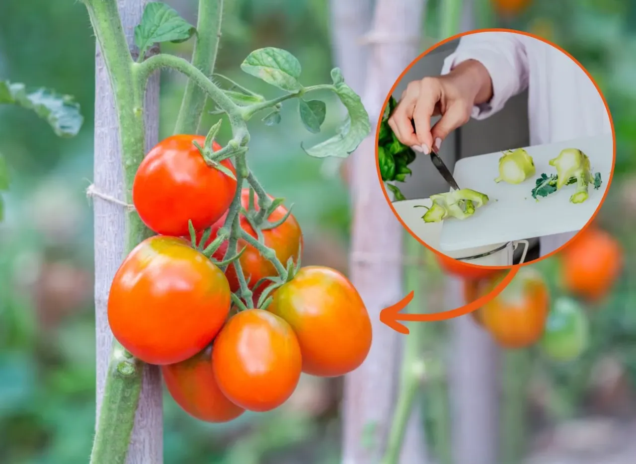 Dojrzewające pomidory na krzaku. W okręgu dłoń kroi zielone części pomidor&oacute;w. Siarczan potasu pod pomidory wspiera ich wzrost.