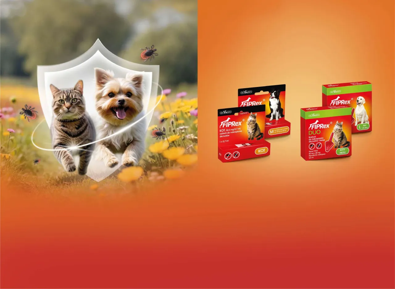 mem rzeczywistość oczekiwania kot tabletka