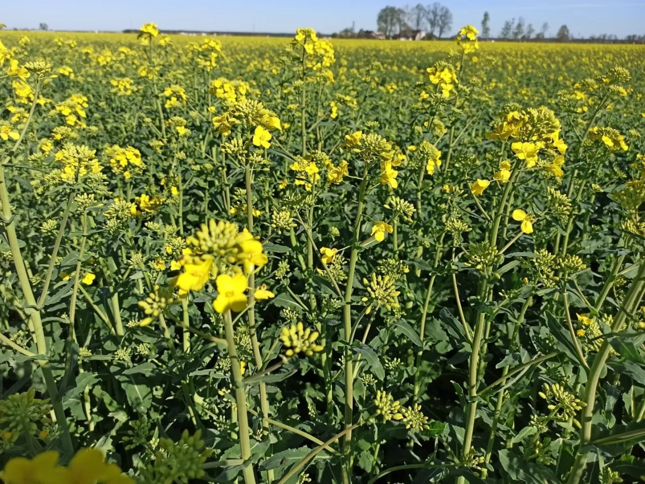 Fazy rozwoju rzepaku BBCH