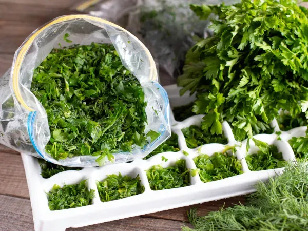 świeża natka pietruszki przygotowanie do mrożenia