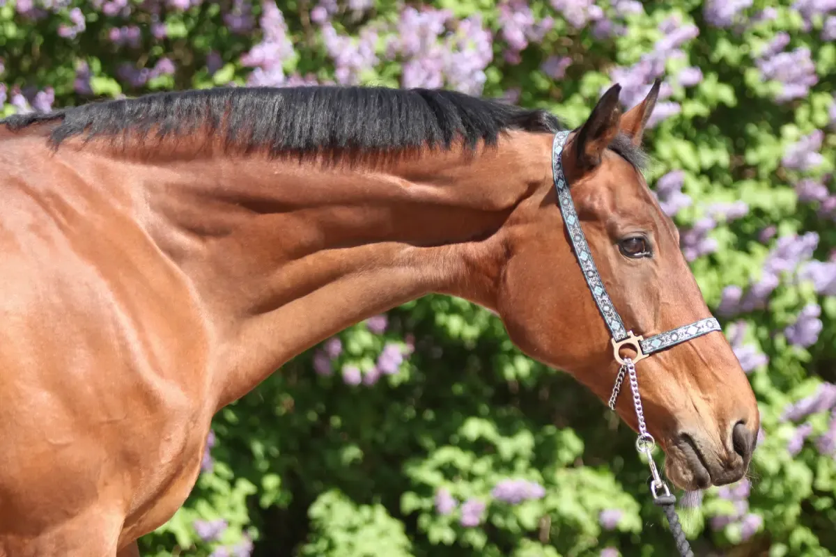 koń jedzący siano po odrobaczaniu
