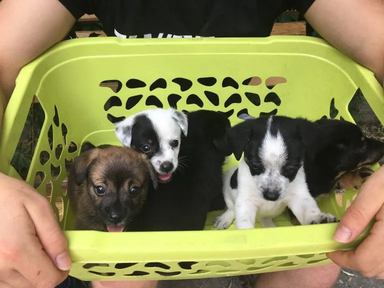 szczeniaki w schronisku