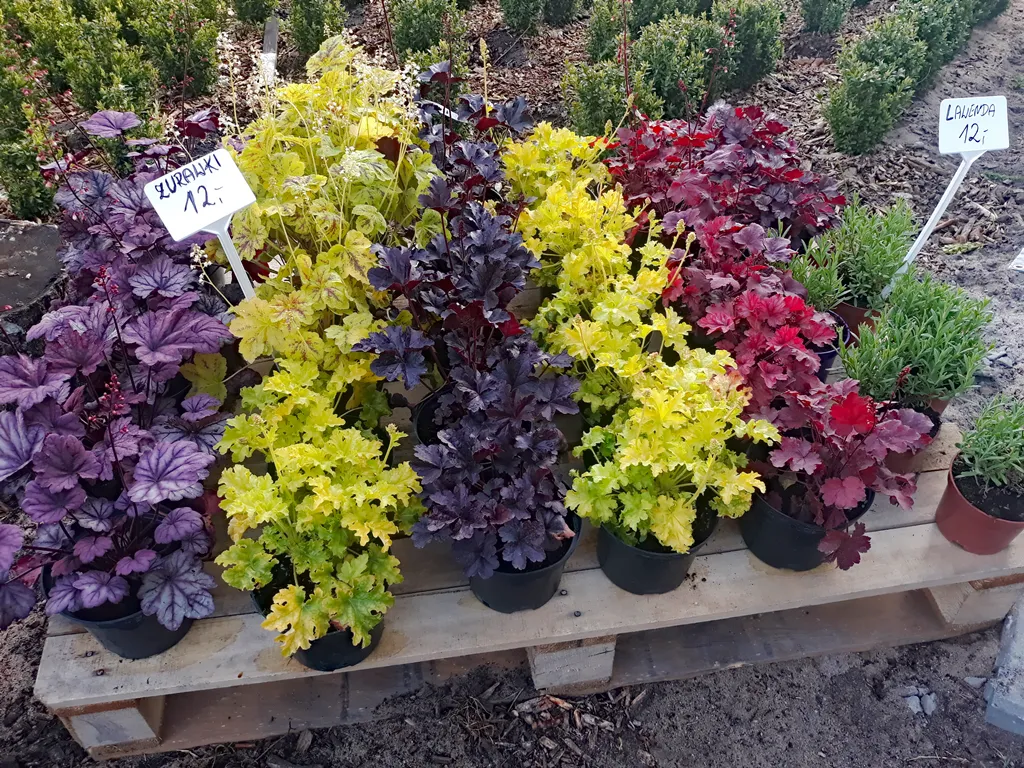 różne odmiany żurawek w ogrodzie