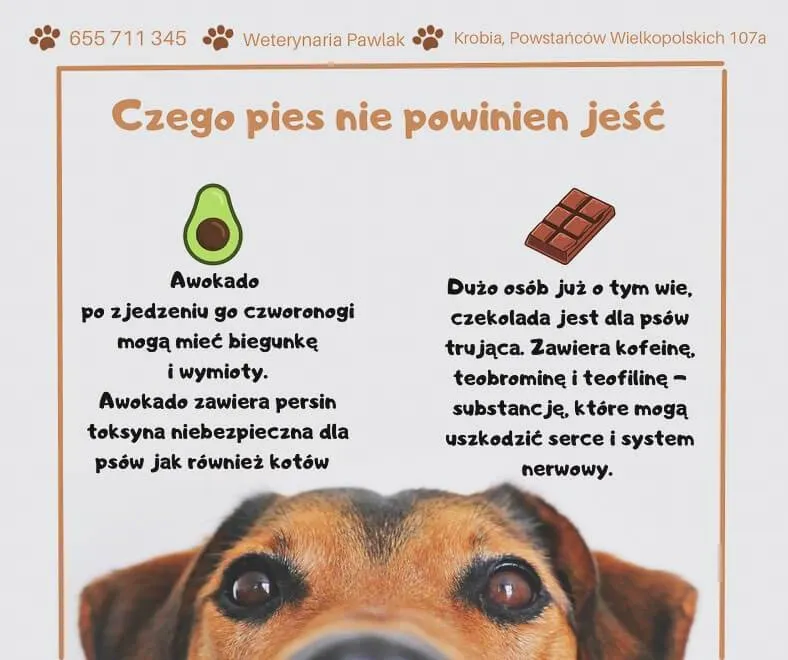 zakazane jedzenie dla psa