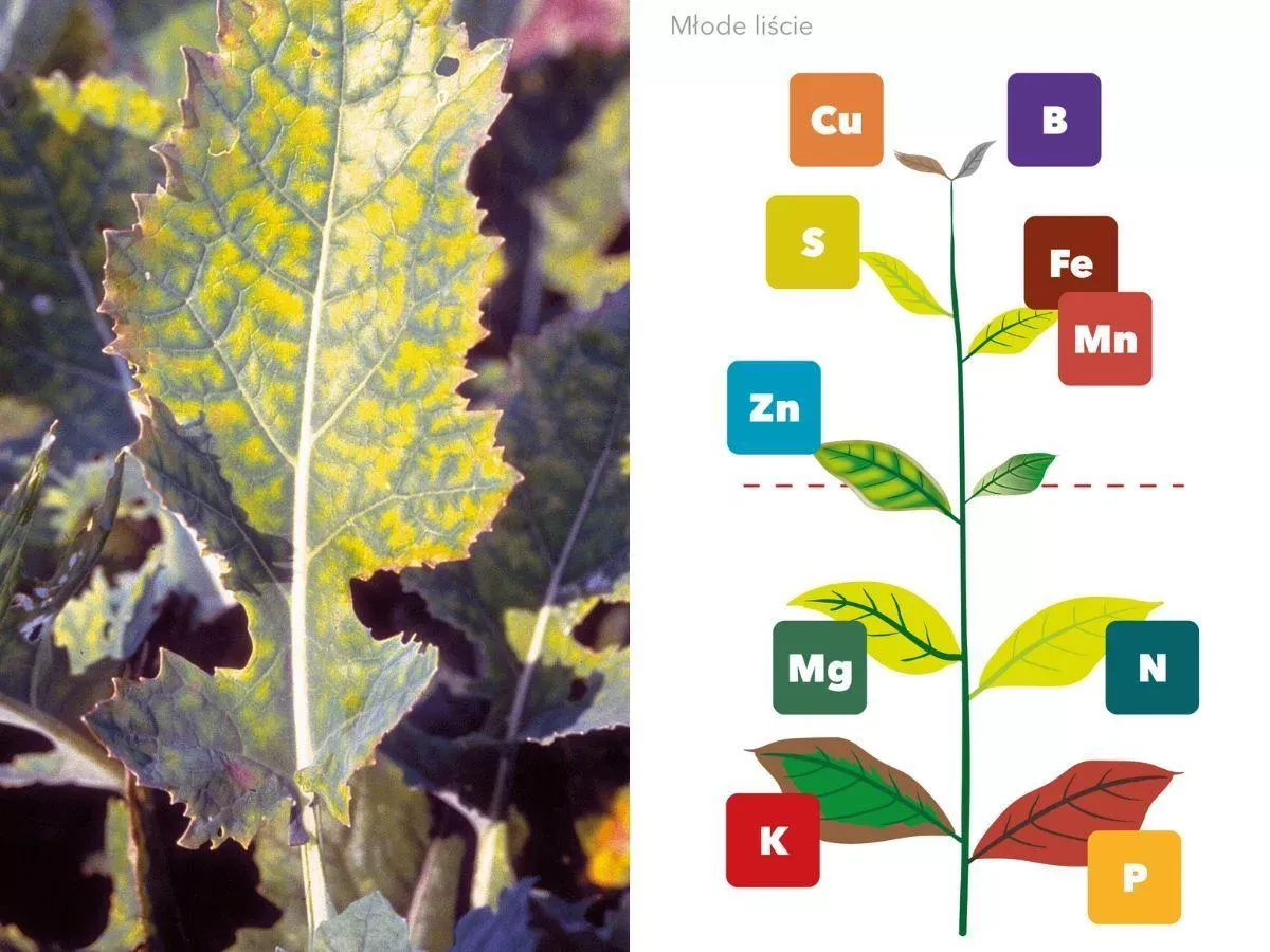 niedobory składnik&oacute;w pokarmowych roślin grafika por&oacute;wnawcza