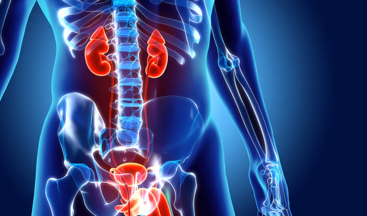 Anatomia układu moczowego i męskich narządów płciowych