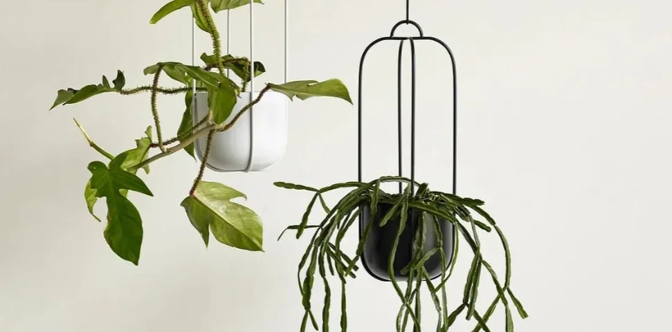 kwietnik kaskadowy rośliny zwisające kompozycje