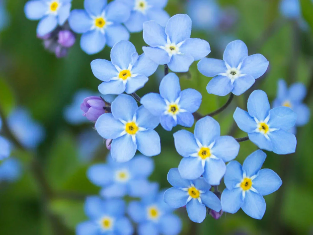 Różne gatunki niezapominajek