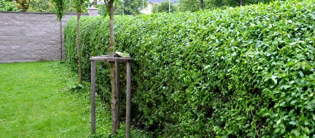 Zdjęcie Najlepsze krzewy na żywopłot, które łatwo pielęgnować i sadzić