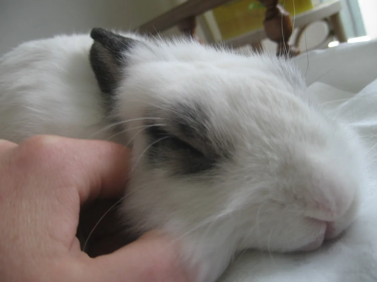 kr&oacute;lik głaskanie ulubione miejsca