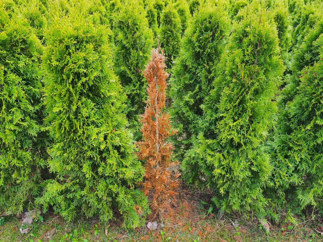 tuja zimą uszkodzenia mrozowe