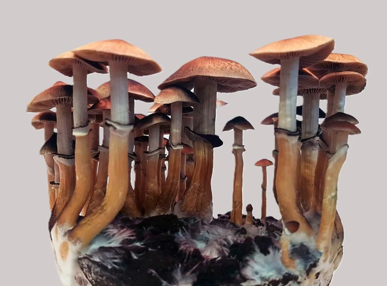 wzrost Psilocybe cubensis