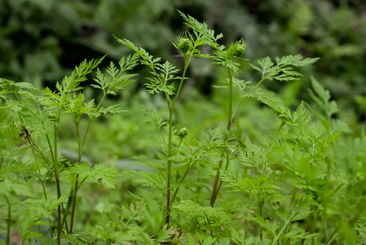 Blekot pospolity identyfikacja