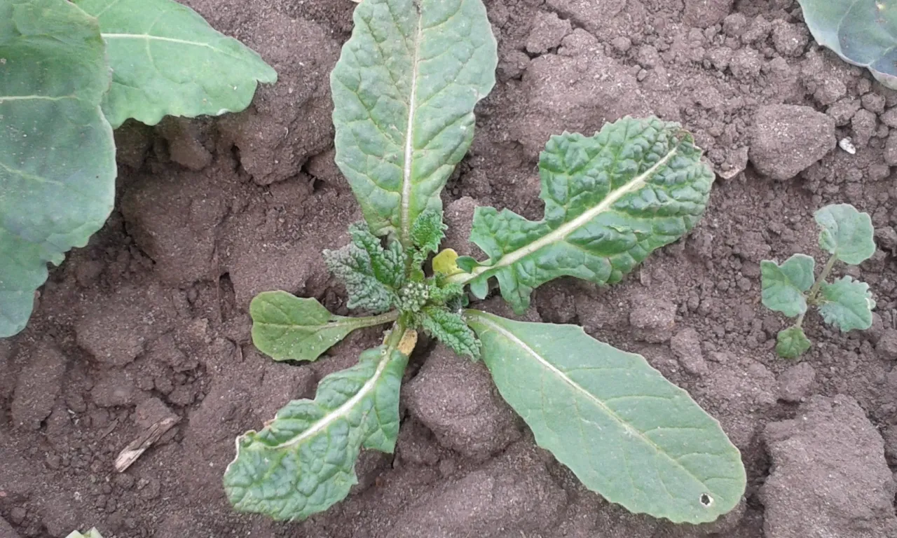 Rzodkiew świrzepa Raphanus raphanistrum identyfikacja