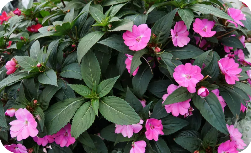 rośliny do cienia na taras