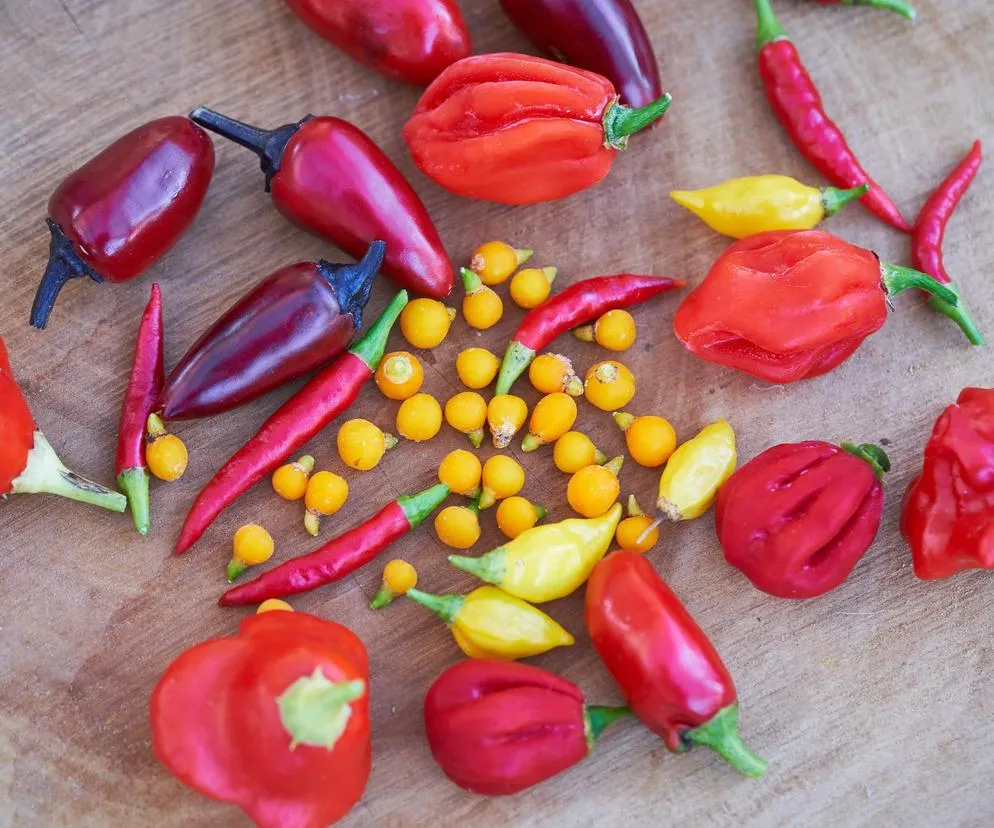 różne rodzaje papryki przyprawy