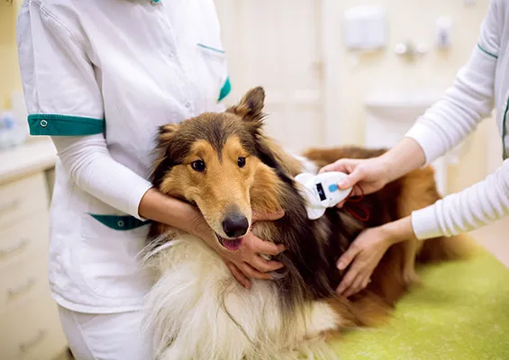 Pies z mikroczipem weterynarz