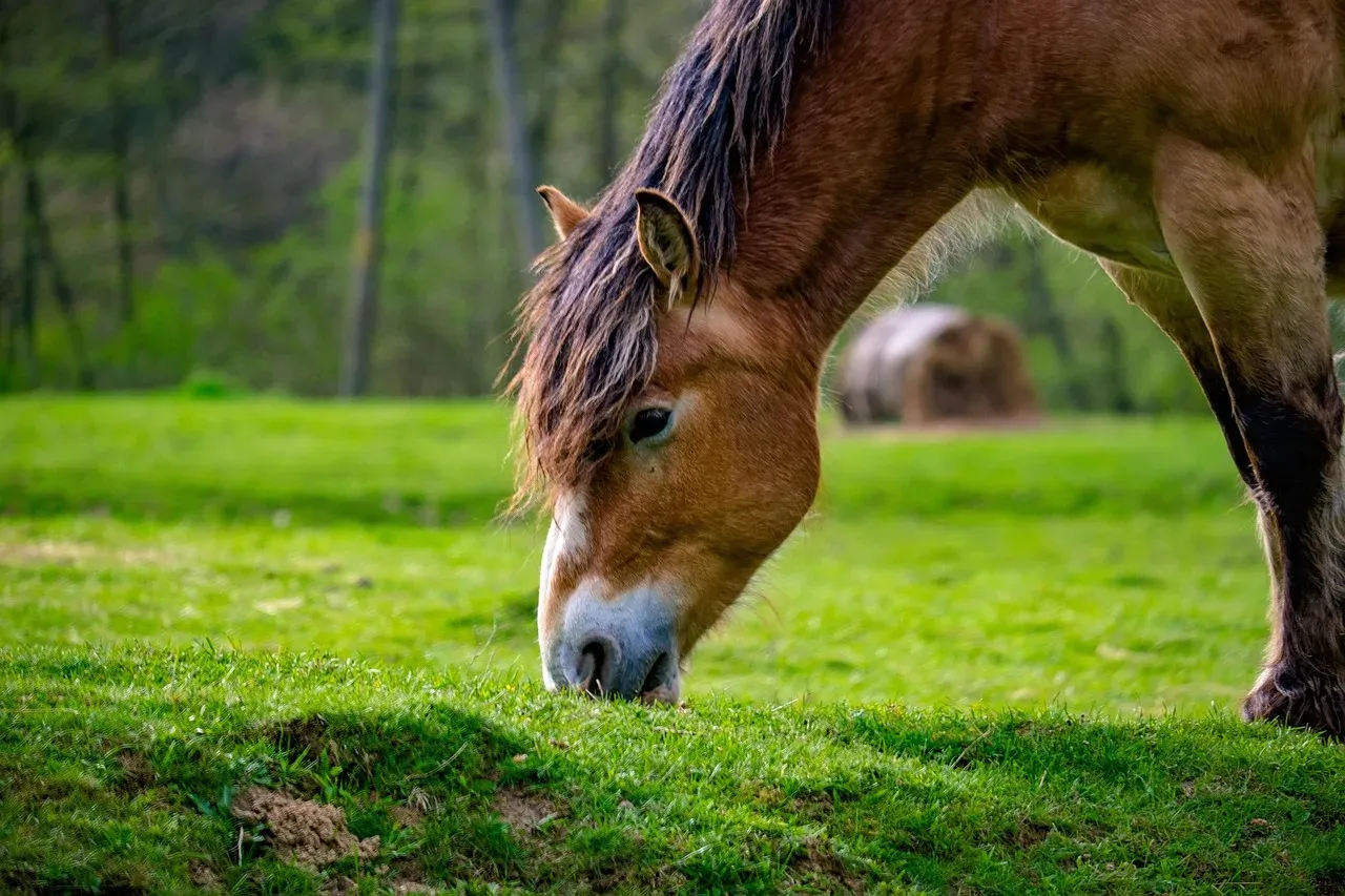Ekwipunek jeźdźca Bieszczady