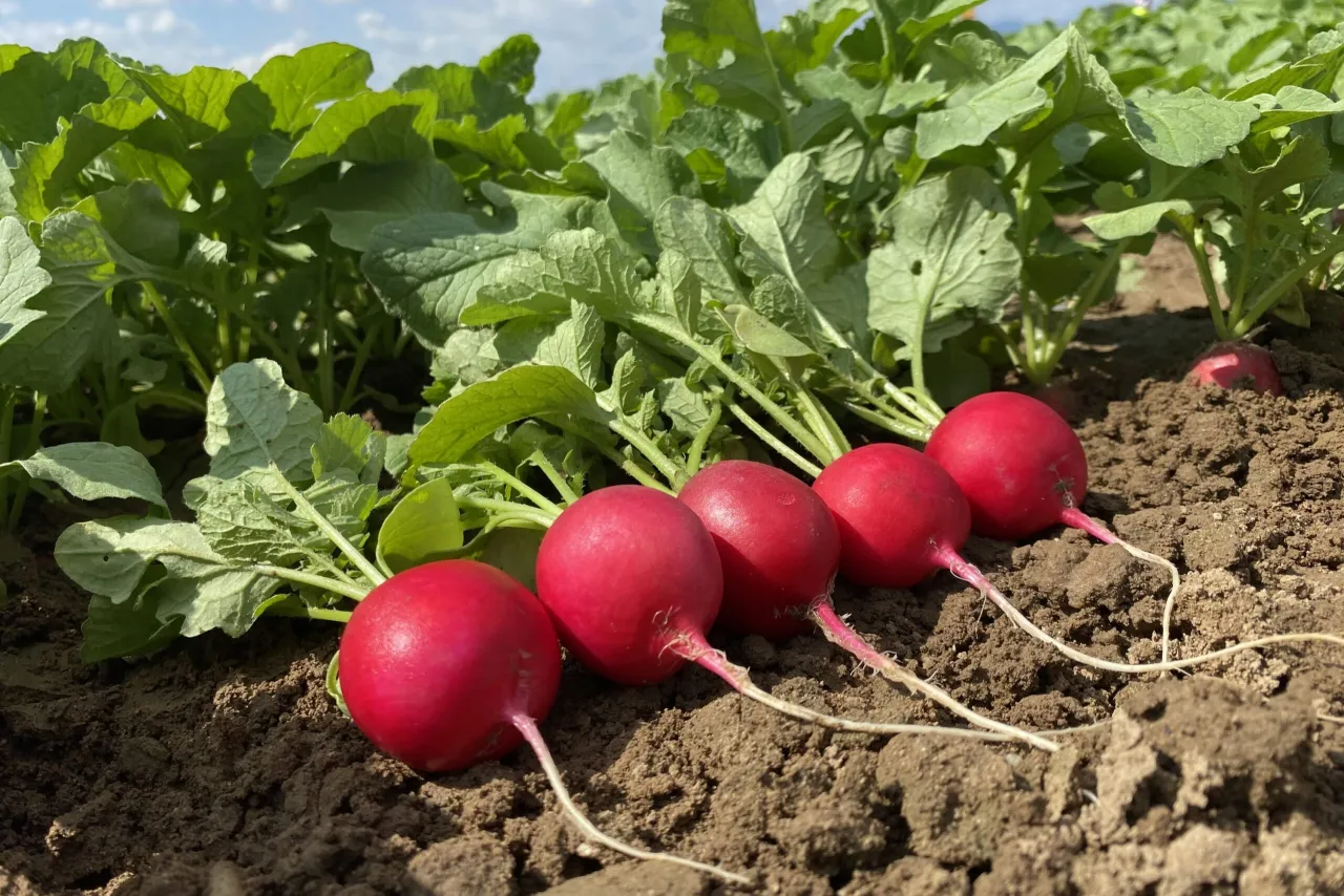 różne odmiany rzodkiewki, odmiany rzodkiewki do uprawy w gruncie
