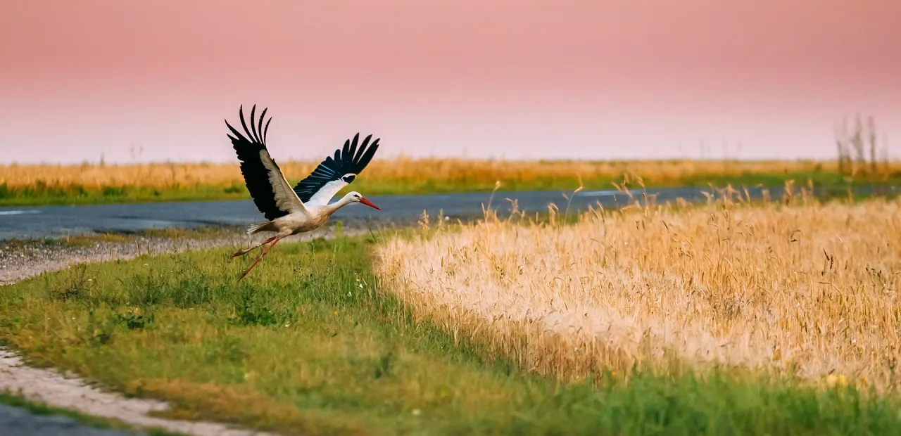 Bocian w locie nad polem, przygotowuje się do podr&oacute;ży. Czy to właśnie te ptaki odlatują na zimę, jak w Familiadzie?