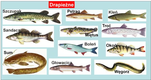 r&oacute;żne gatunki ryb drapieżnych Polska