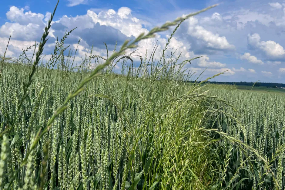 Chwasty odporne na herbicydy miotła zbożowa wyczyniec polny