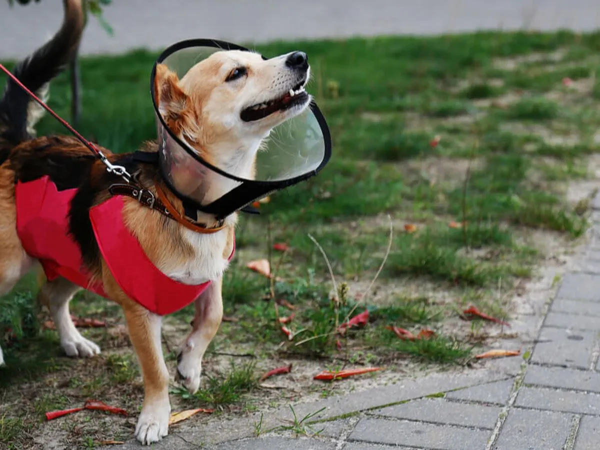 Pies w kołnierzu pooperacyjnym, pieniądze i stetoskop