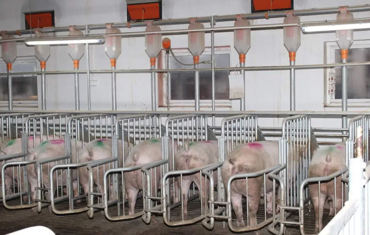Świnie w boksach, gotowe do inseminacji. Nad nimi wiszą pojemniki z paszą.