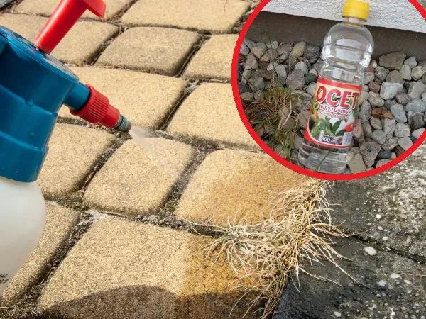 domowe sposoby na chwasty w kostce