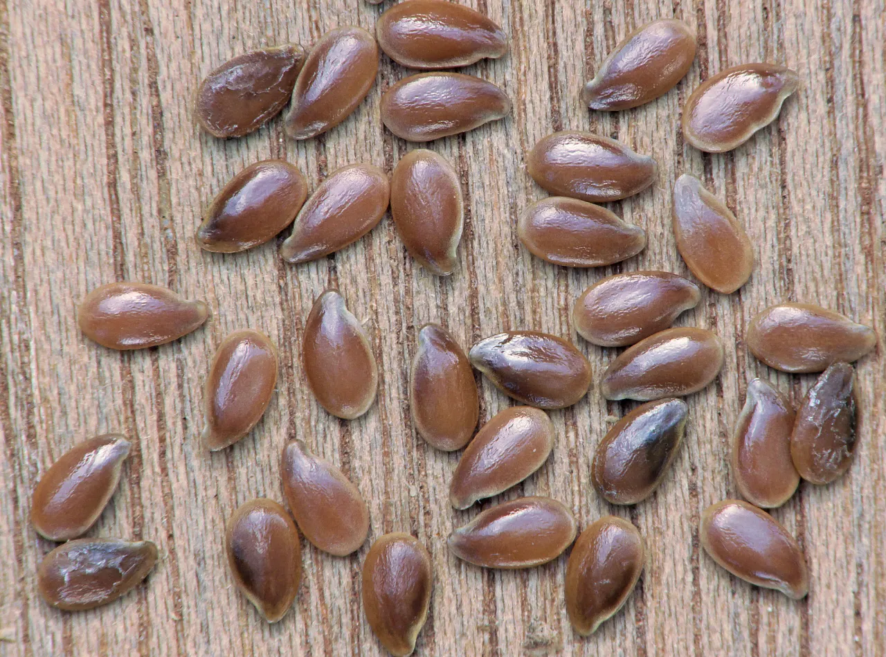 Siemię lniane i lignany fitoestrogeny