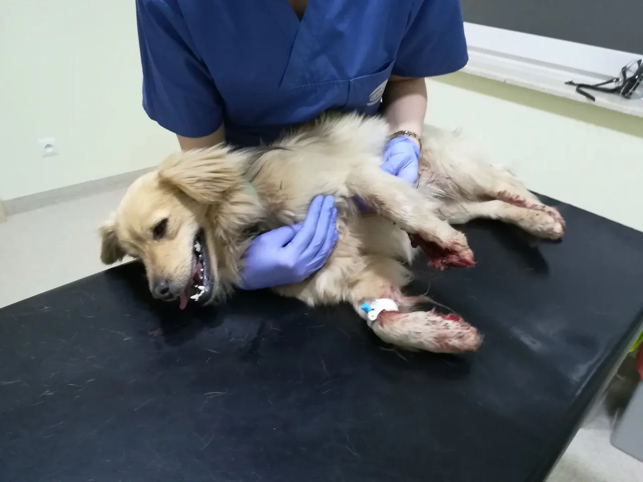 Właściciel dzwoniący do weterynarza z psem z tyłu samochodu