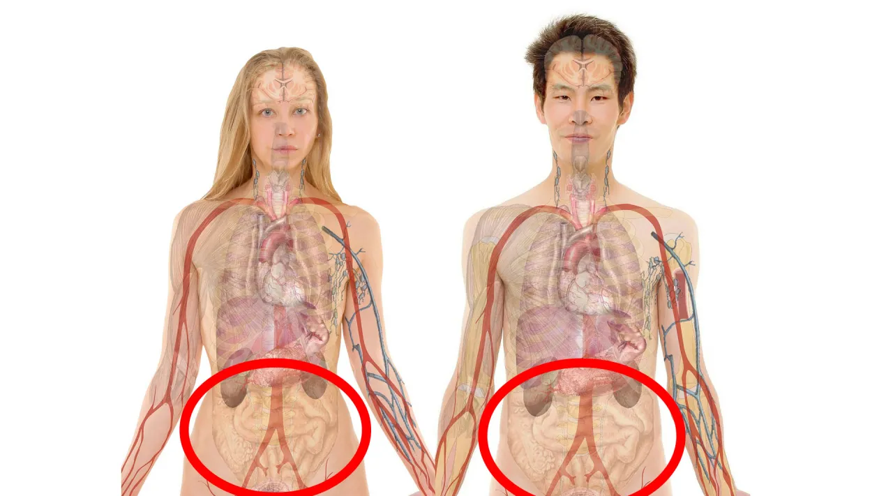 anatomia jamy brzusznej narządy