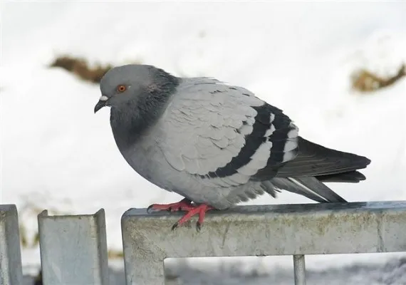 Gołąb miejski zimą