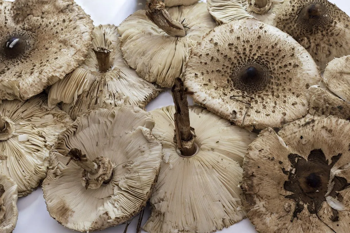 Stos świeżych kani, gotowych do mrożenia. Ich kapelusze są rozłożyste, z widocznymi blaszkami i ciemniejszymi plamkami.