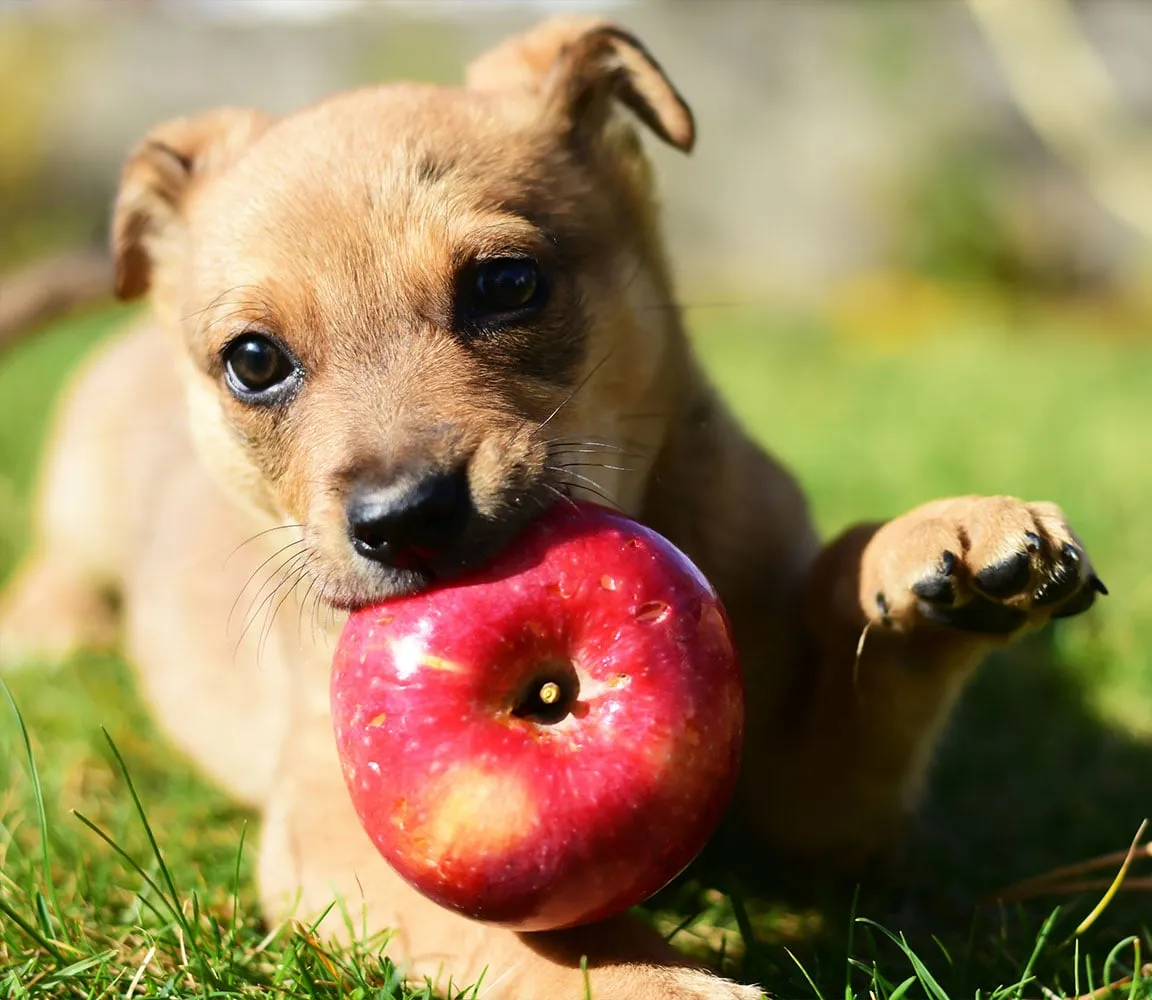 pies je jabłko bezpiecznie