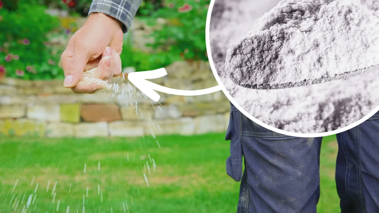 mech na trawniku kwaśna gleba