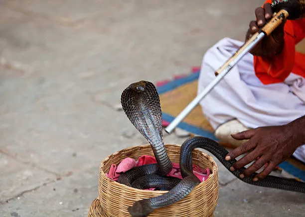 zaklinacz węży kobra ruch fletu