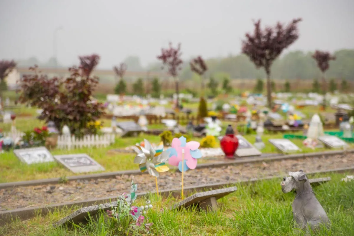 Wizualizacja Tęczowego Mostu dla zwierząt