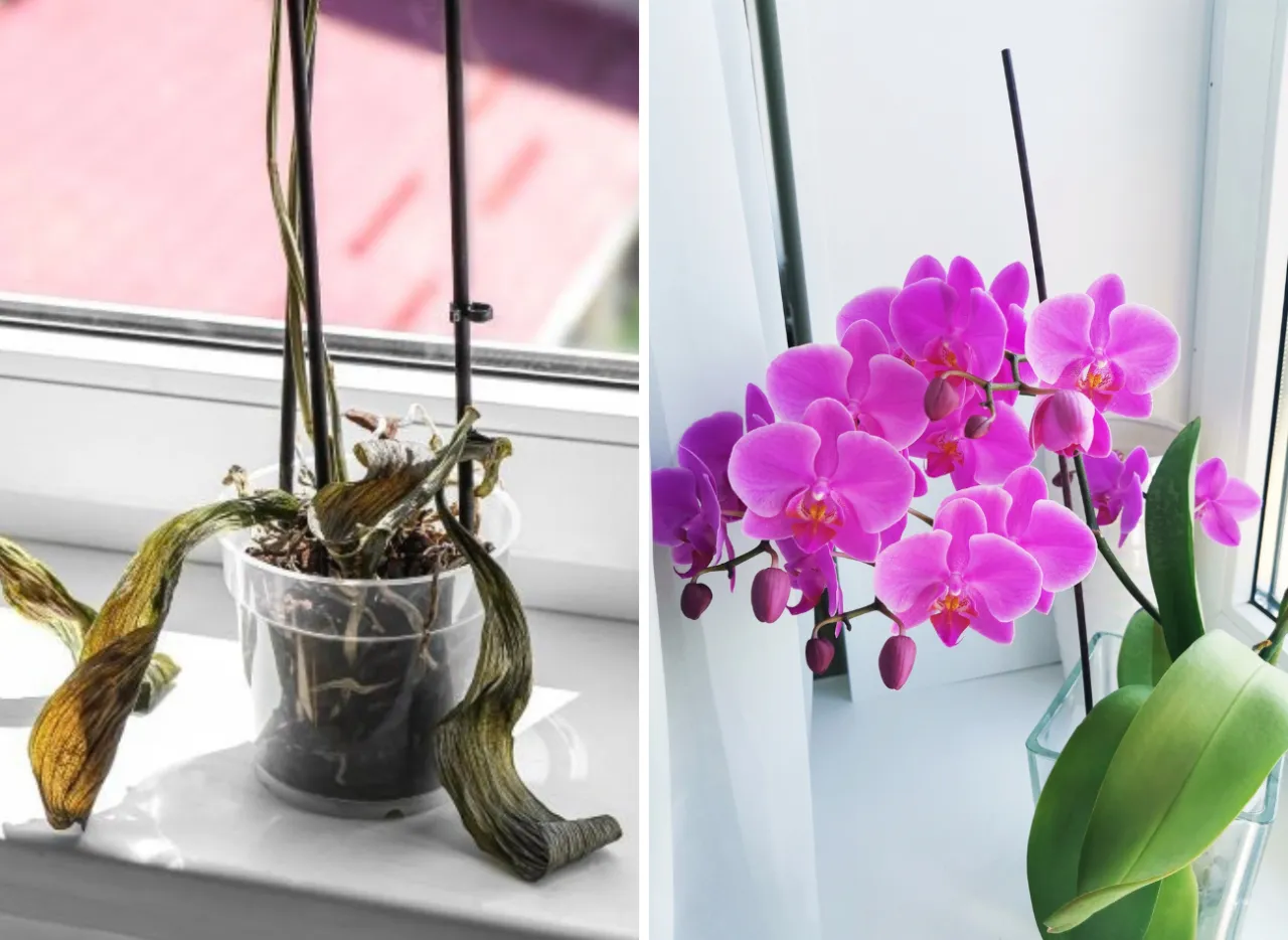 storczyk bez kwiatów przyczyny