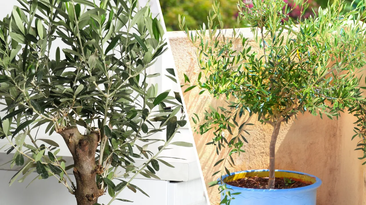 Pielęgnacja drzewka oliwnego po przycinaniu