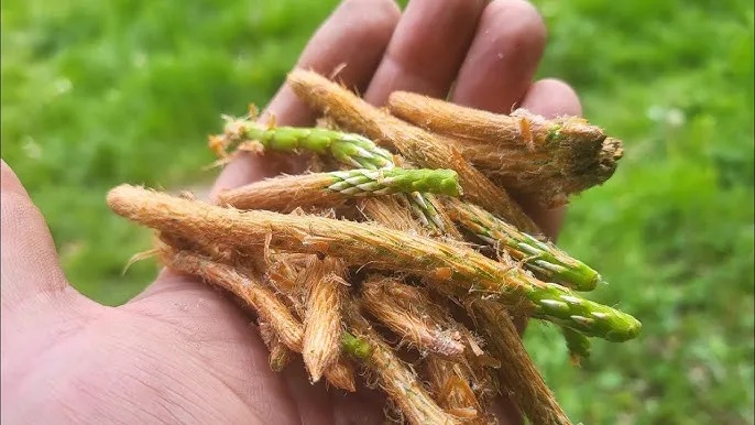 Zbi&oacute;r młodych pęd&oacute;w sosny