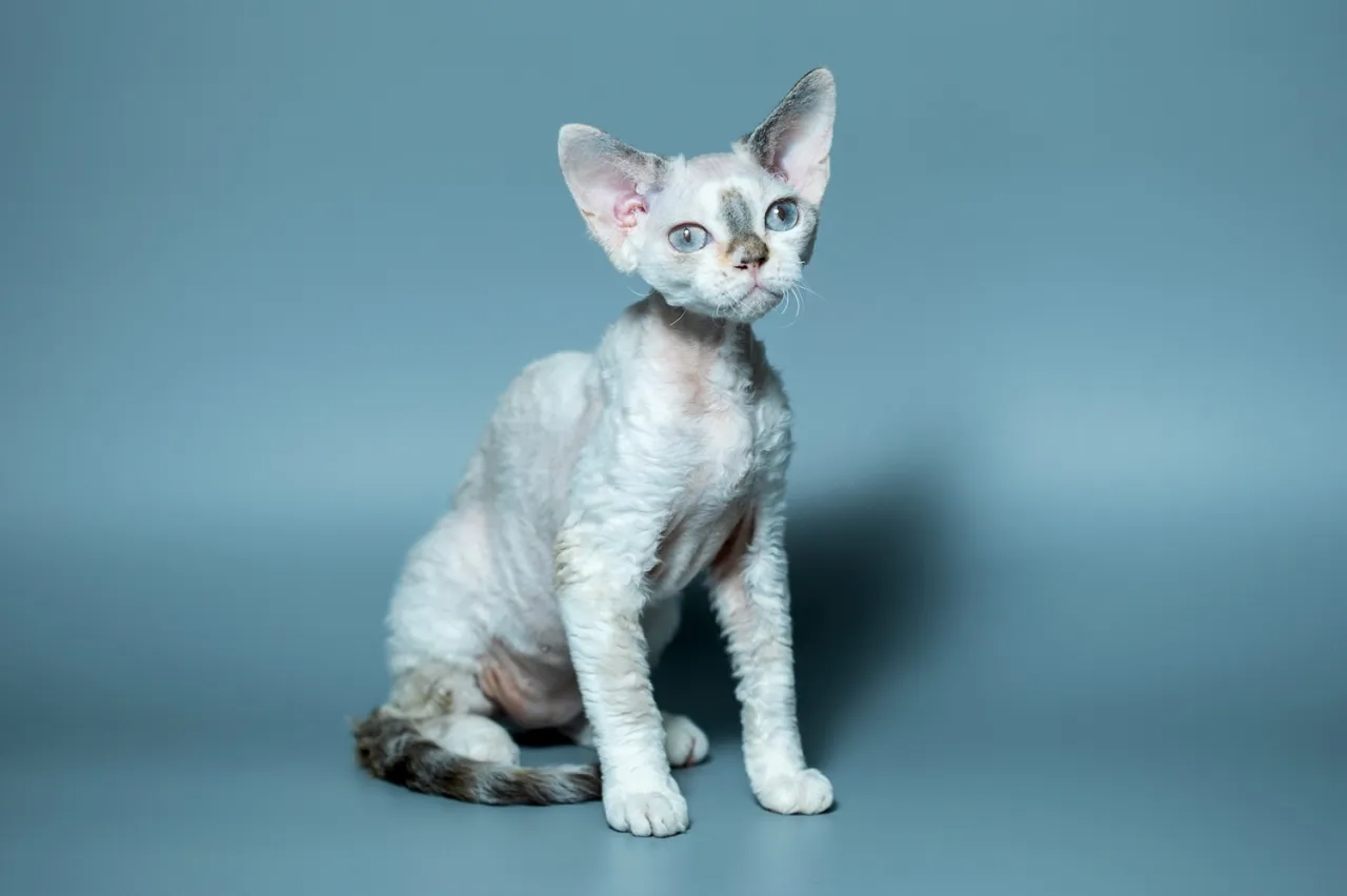 Devon Rex kocię z rodowodem i wyprawką