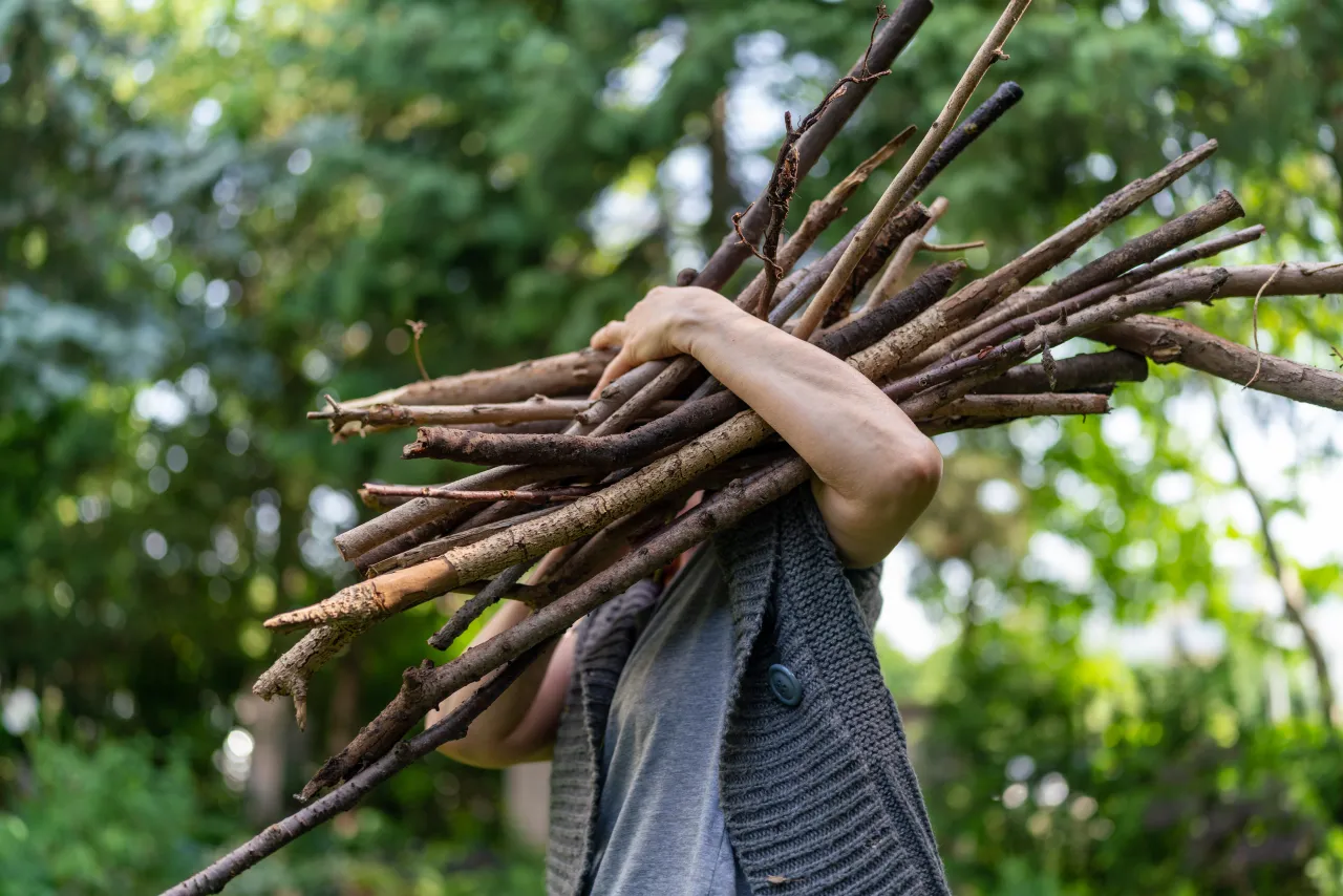 gałęzie w lesie do woliery