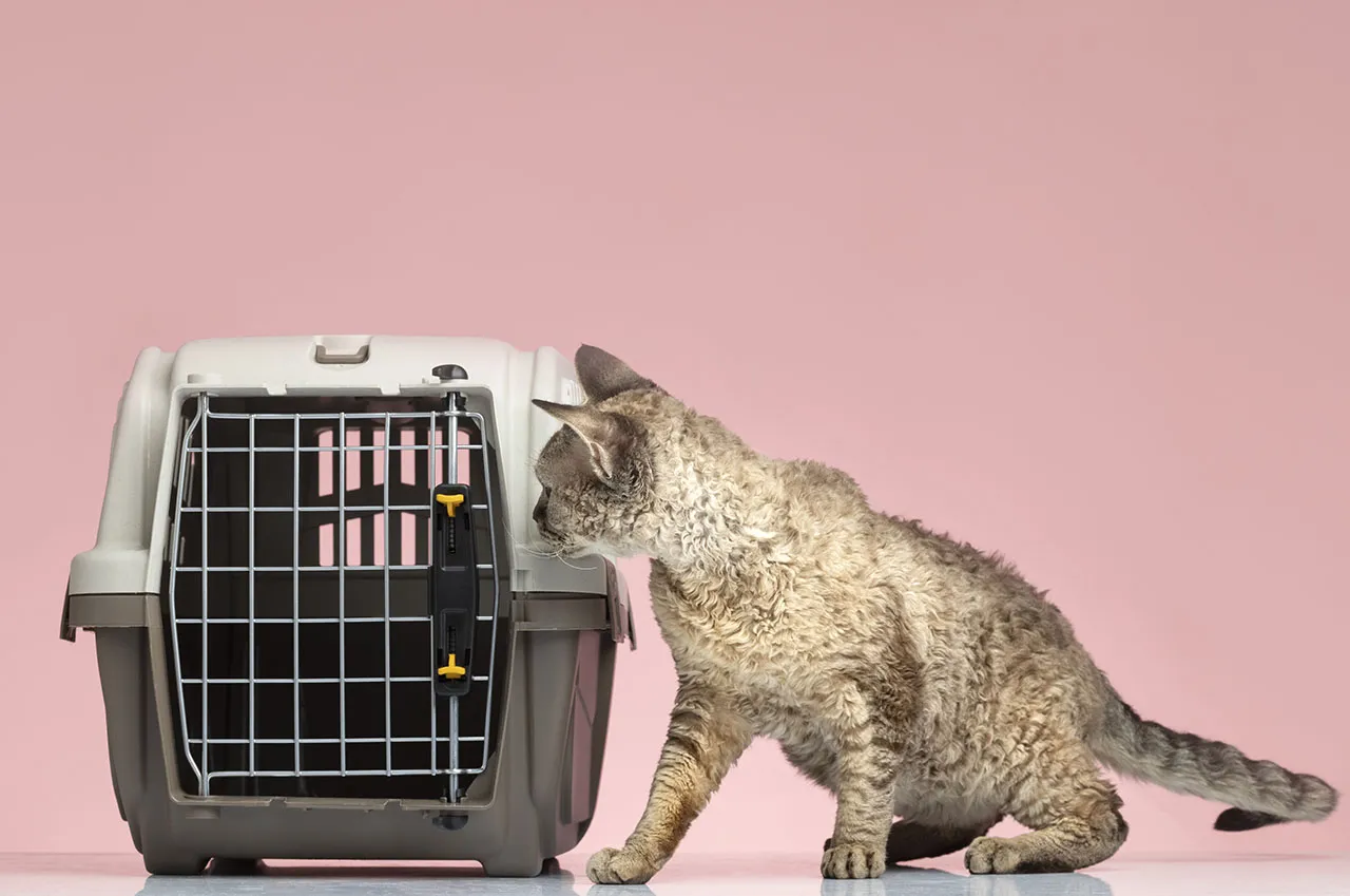 Rodzaje transporterów dla kota