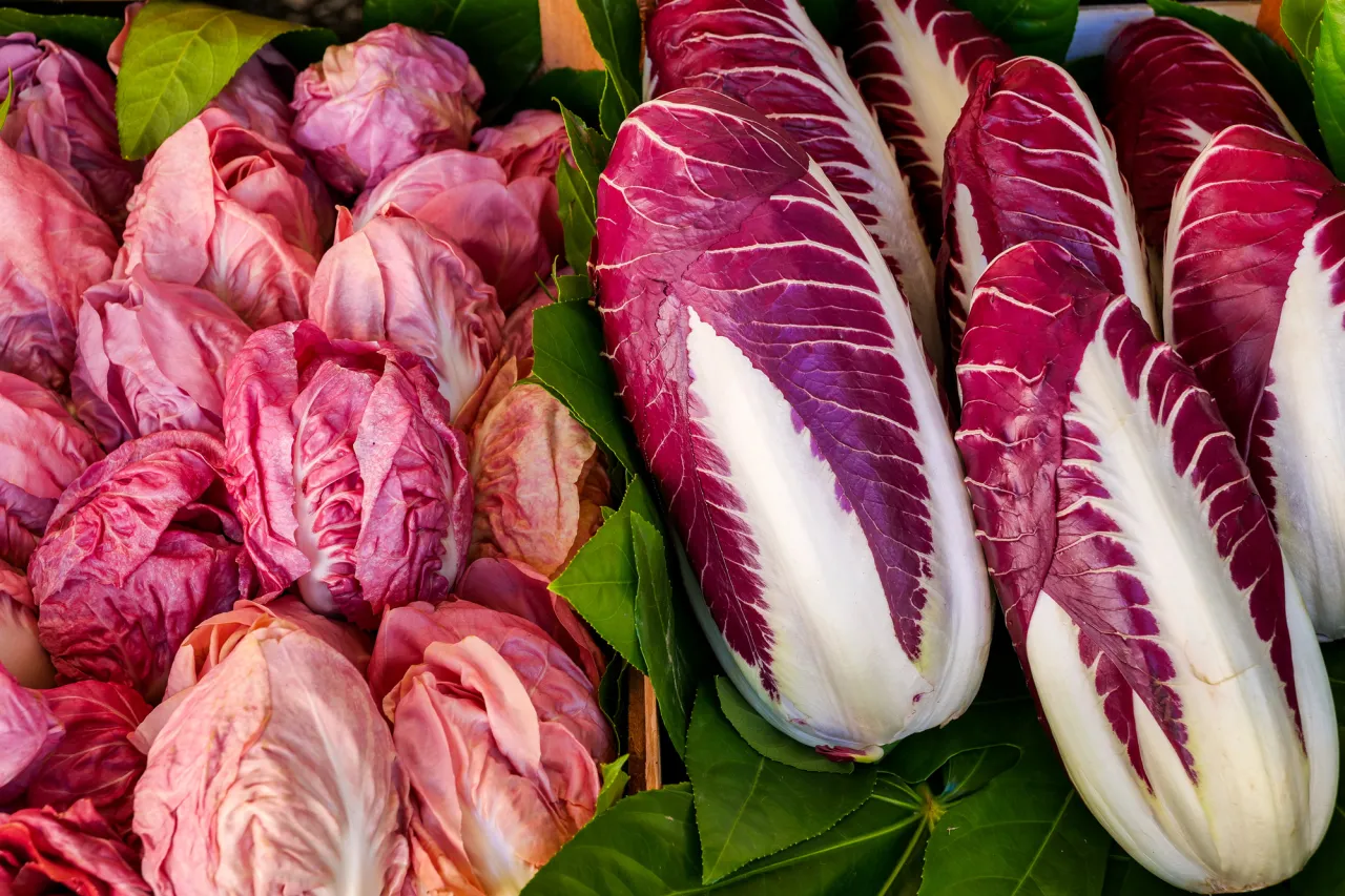 Varietà di radicchio per insalata