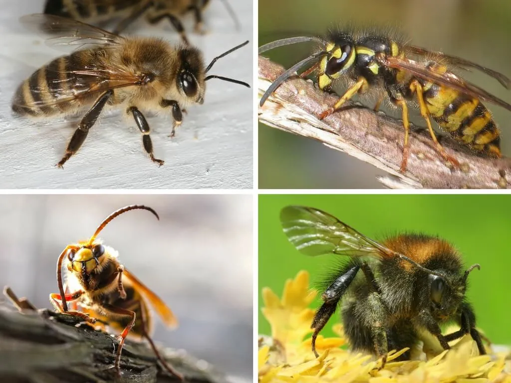 osa szerszeń pszczoła różnice