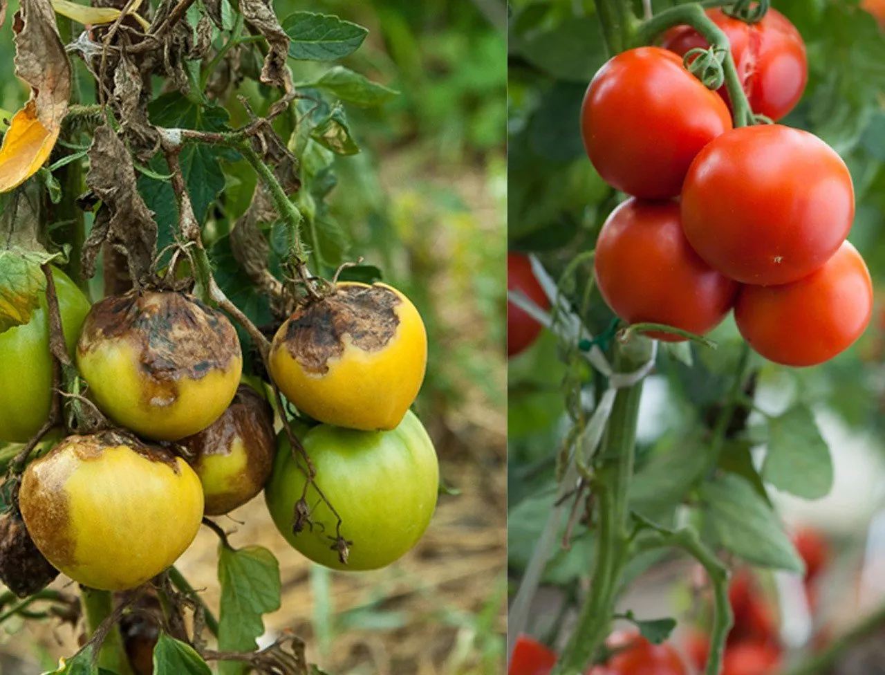 zdrowe liście pomidora vs liście z zarazą ziemniaczaną