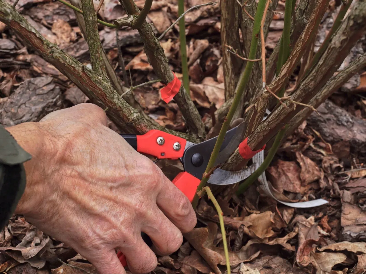 Dłoń z sekatorem przycina krzew borówki amerykańskiej. Czerwone wstążki oznaczają gałęzie do usunięcia. Dowiedz się, kiedy i jak przycinać borówkę amerykańską.